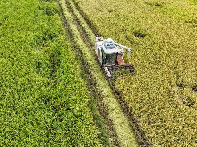 节气
收稻
秋分
道县