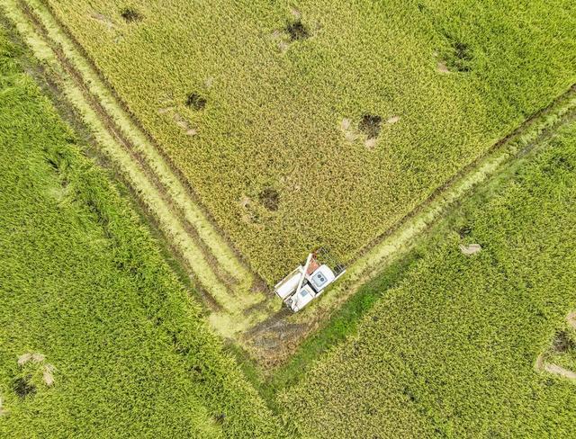 节气
收稻
秋分
道县