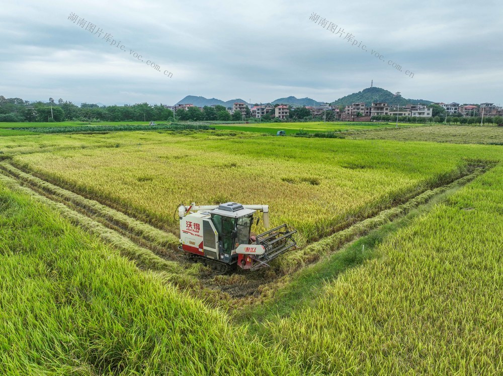 节气
收稻
秋分
道县