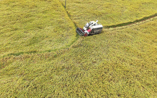 秋分 丰收节 收割 