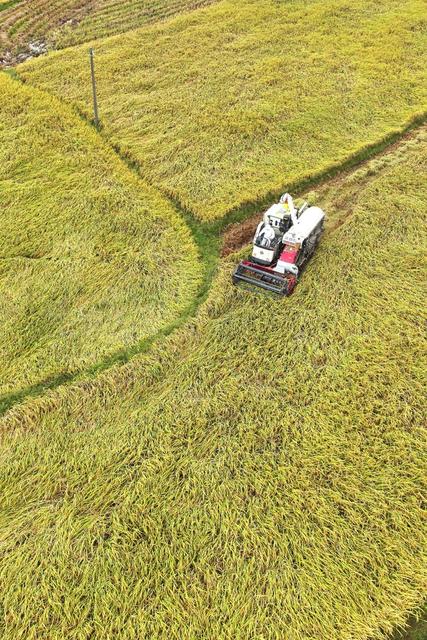 秋分 丰收节 收割 