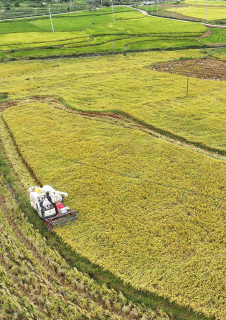 秋分 丰收节 收割 