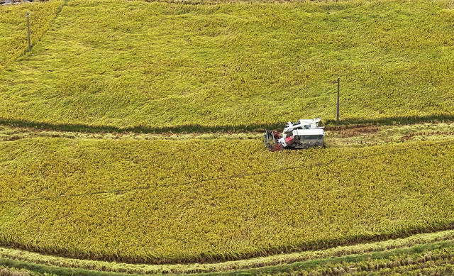 秋分 丰收节 收割 
