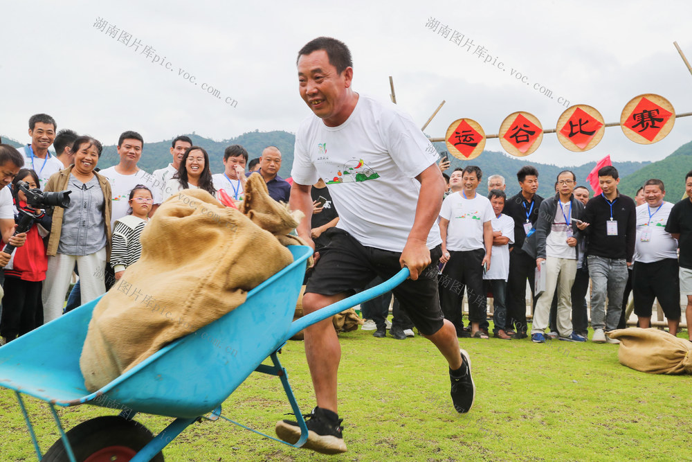 丰收节  庆祝  活动  比赛