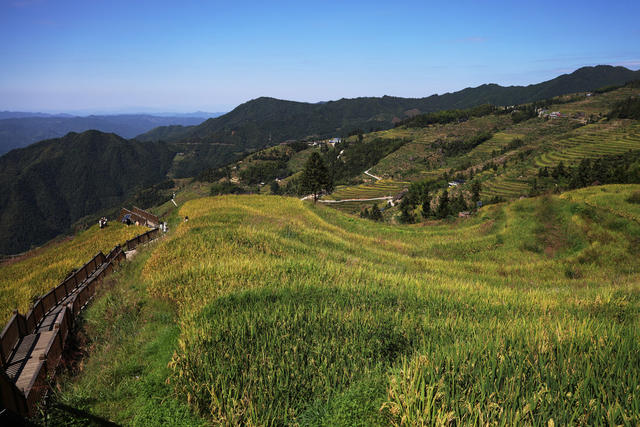 梯田 稻 丰收 旅游 农旅