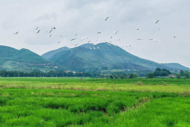 生态 自然 鸟类 白鹭 乡村 田野