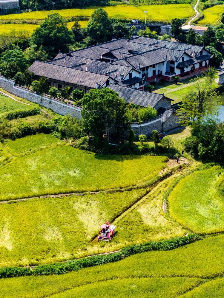 秋收  丰收  丰景  稻谷  农机  荷叶镇