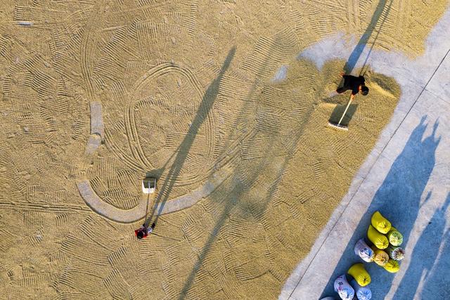 秋收  丰收  丰景  稻谷  农机  荷叶镇