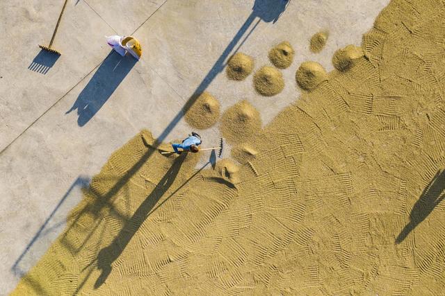 秋收  丰收  丰景  稻谷  农机  荷叶镇