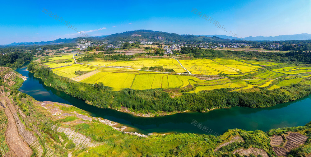 湖南，龙山，酉水河，稻谷，金黄