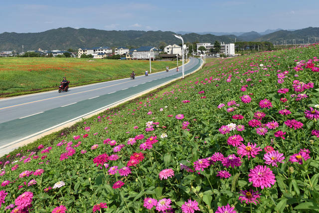  鲜花铺就彩虹路