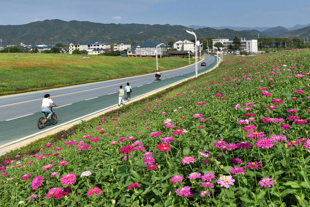  鲜花铺就彩虹路