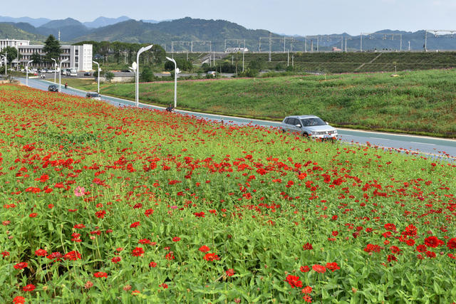 鲜花铺就彩虹路