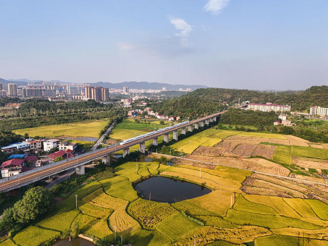 水稻  丰收  田园  画卷   秋天   自然   风景