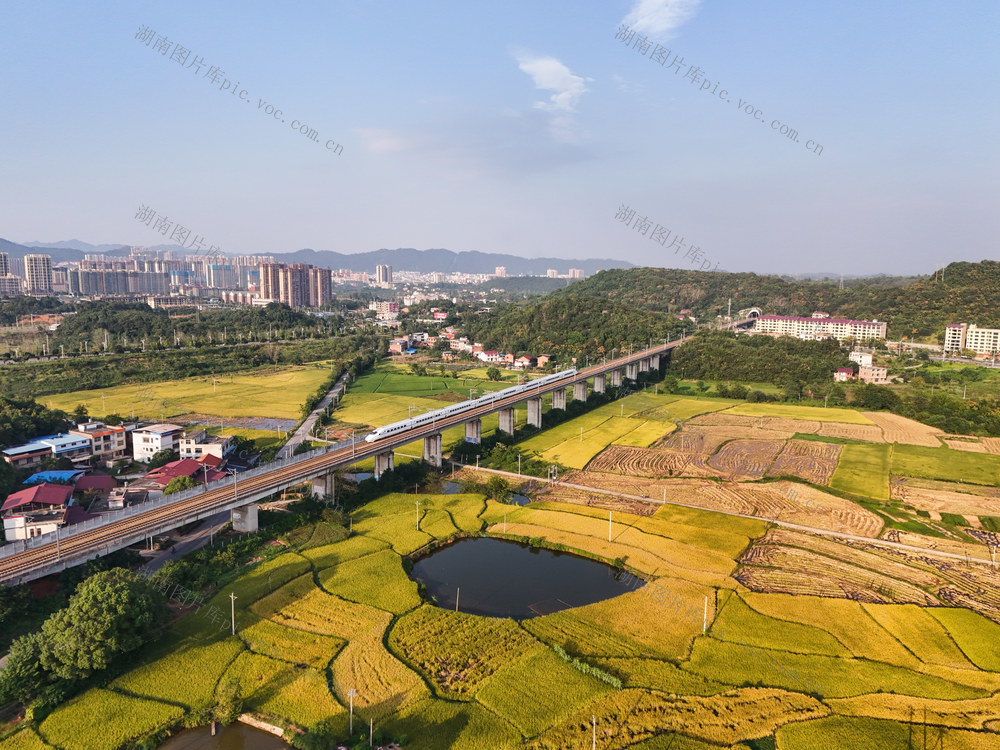 水稻  丰收  田园  画卷   秋天   自然   风景