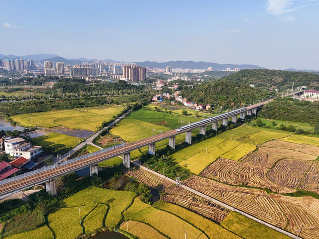 水稻  丰收  田园  画卷   秋天   自然   风景