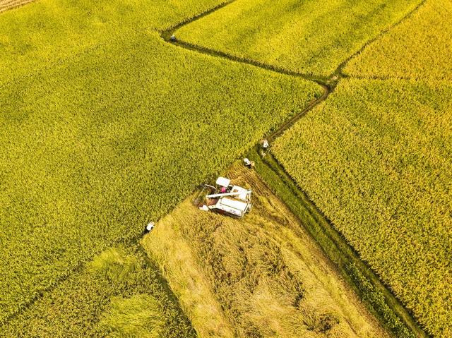 金秋 丰收 田园 稻浪 民居 道路 晾晒