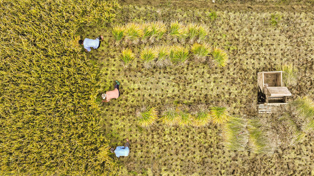 金秋 丰收 田园 稻浪 民居 道路 晾晒