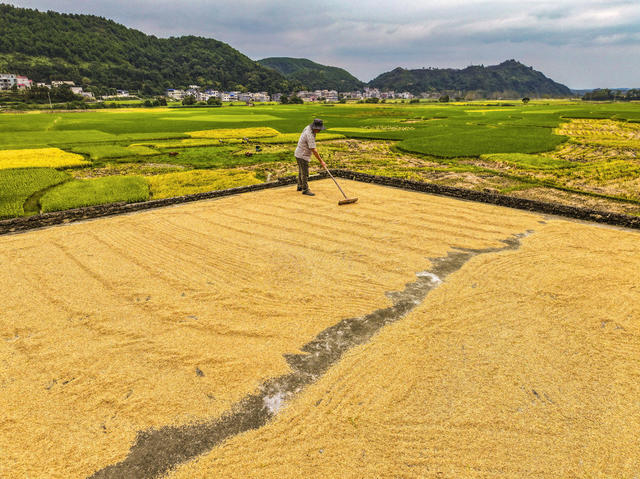 金秋 丰收 田园 稻浪 民居 道路 晾晒