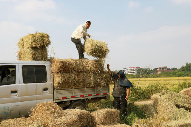 稻草  回收利用  饲料  环保  农民