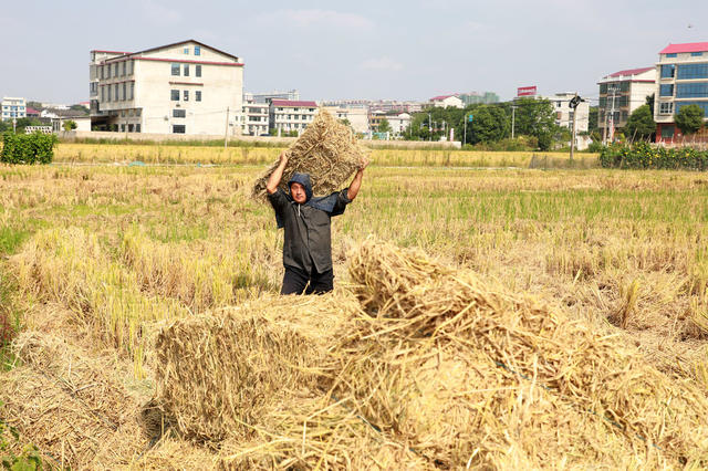 稻草  回收利用  饲料  环保  农民