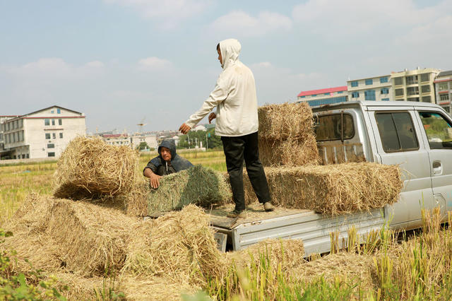 稻草  回收利用  饲料  环保  农民