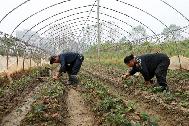 草莓 除草 管护  修枝  农民  增收