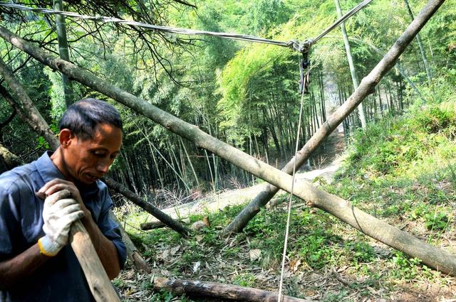 楠竹 吊拉 创收