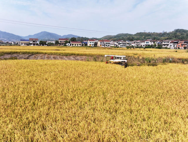 秋天  山区  一季稻  收割机  丰收景