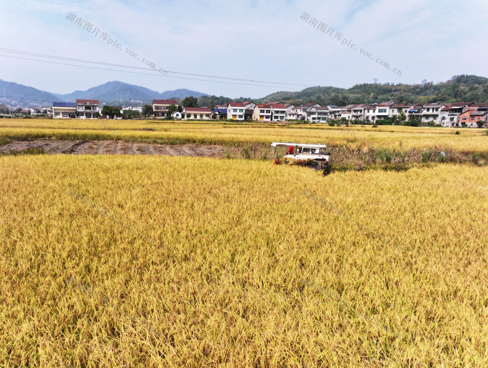 秋天  山区  一季稻  收割机  丰收景