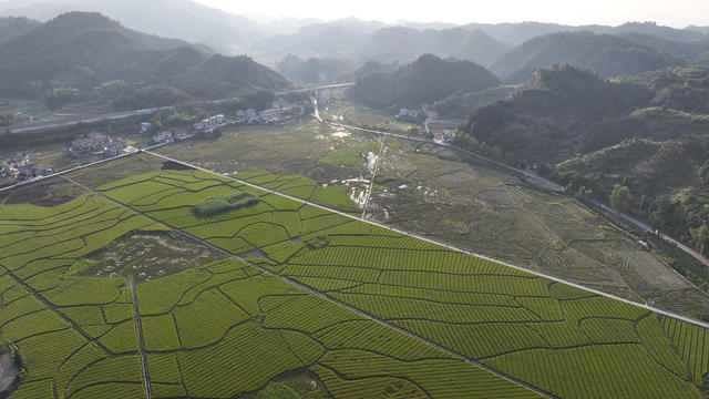 水稻制种   乡村美  山村秋景