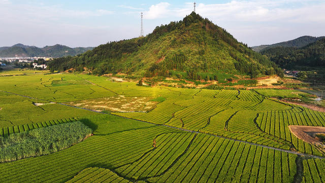 水稻制种   乡村美  山村秋景