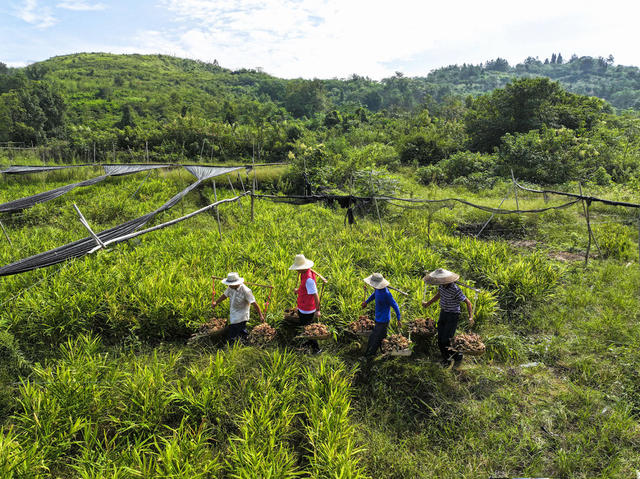 特色产业  无渣生姜  就业 农产品加工 党支部 共产党员
村民增收  传统技艺