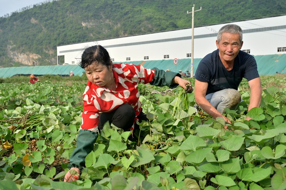 调整结构保增收