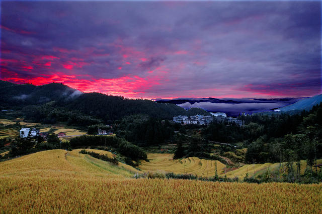 湖南桂东 丰收景象 画卷 禾坪村 朝霞 云海 青山