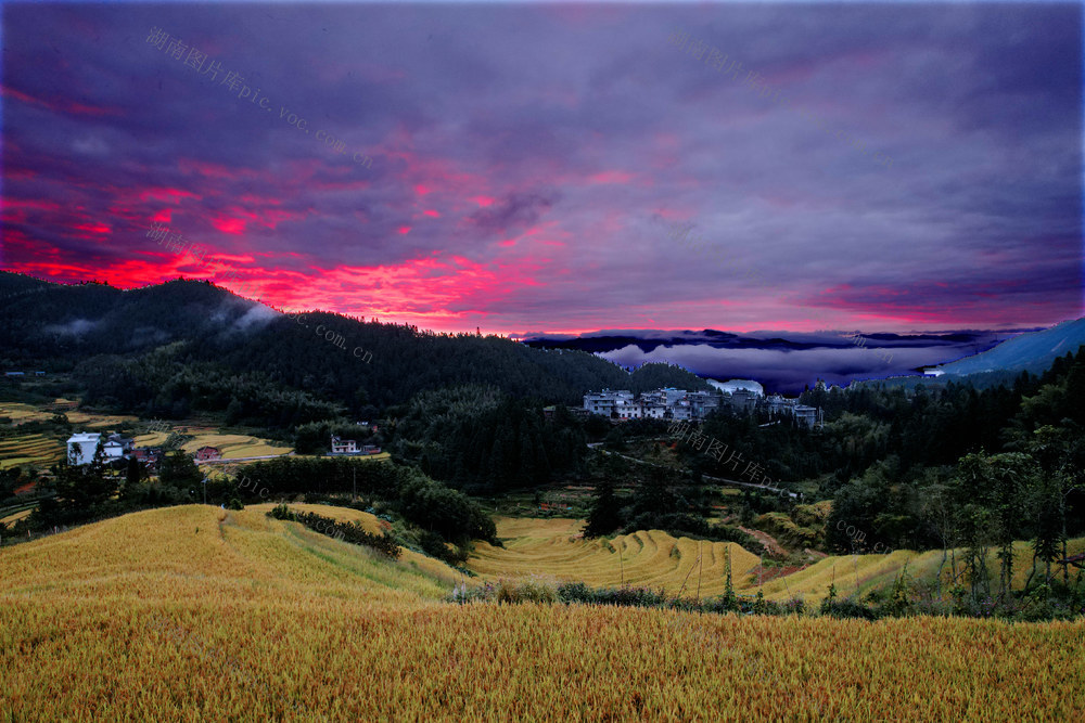 湖南桂东 丰收景象 画卷 禾坪村 朝霞 云海 青山