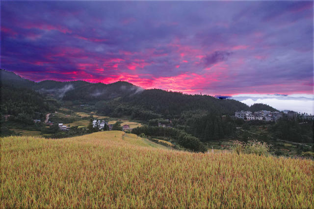 湖南桂东 丰收景象 画卷 禾坪村 朝霞 云海 青山