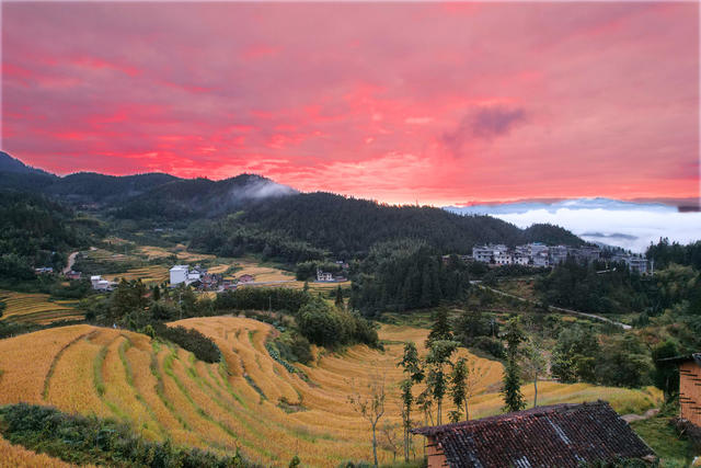 湖南桂东 丰收景象 画卷 禾坪村 朝霞 云海 青山