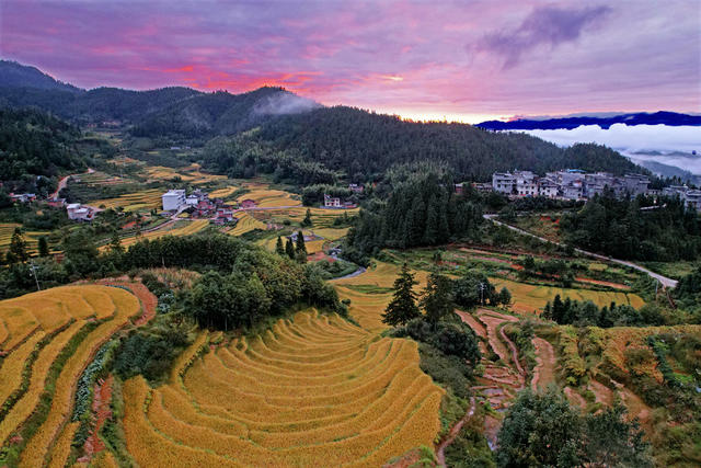 湖南桂东 丰收景象 画卷 禾坪村 朝霞 云海 青山