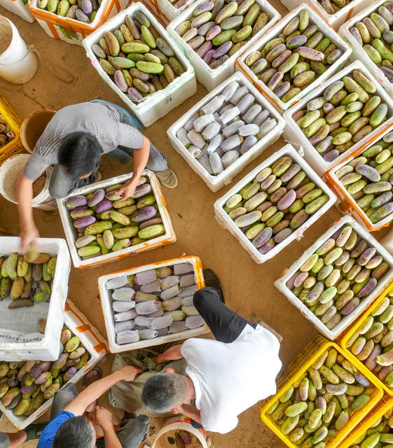 道县
八月瓜
金秋
秋收