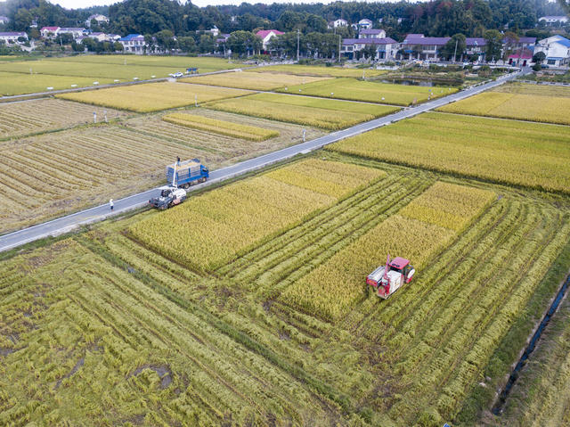 农业 湖南 长沙 隆平稻作公园 水稻 丰收 收割机 稻田 