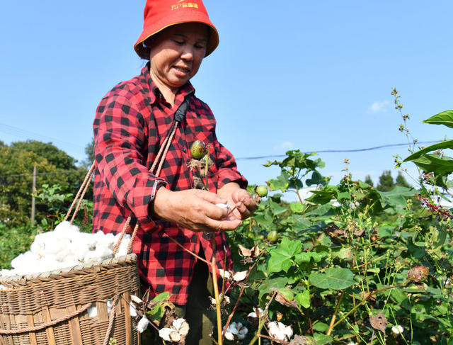 棉花、金秋、增收