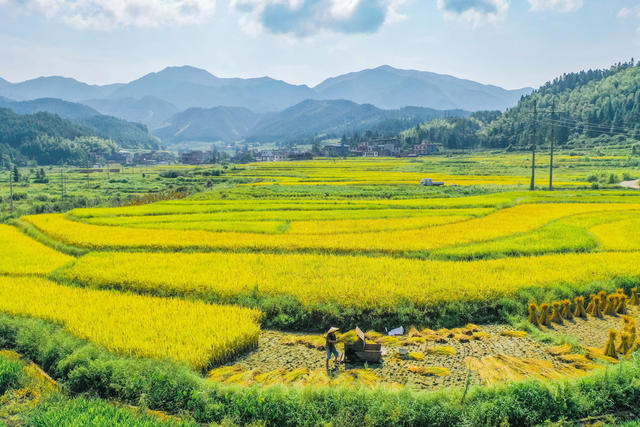 稻谷 丰收 田园 乡村 秋收 