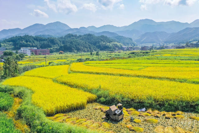 稻谷 丰收 田园 乡村 秋收 