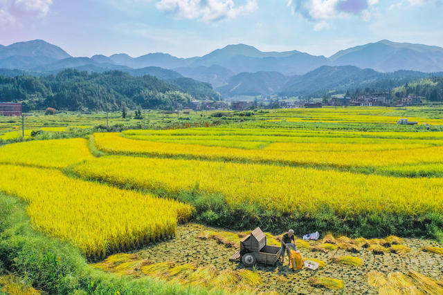 稻谷 丰收 田园 乡村 秋收 