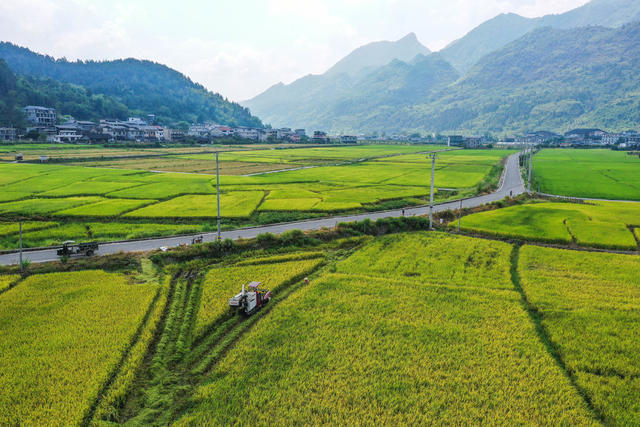 湖南，湘西，龙山，水稻，收割，天气