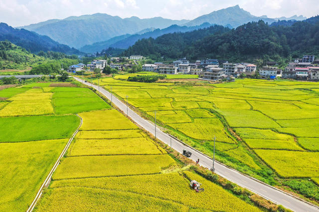 湖南，湘西，龙山，水稻，收割，天气