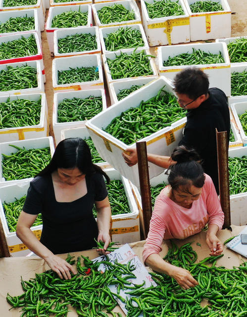 嘉禾：辣椒丰收采收忙