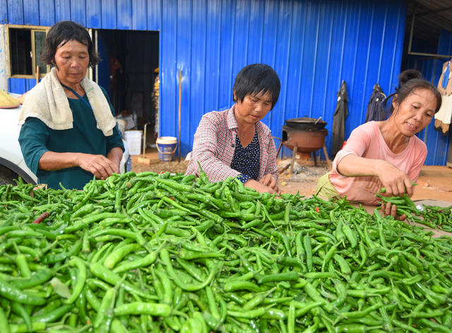 嘉禾：辣椒丰收采收忙