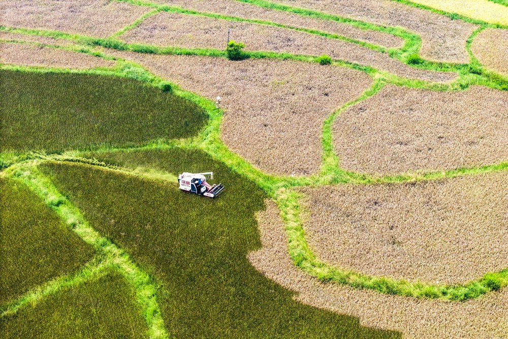 五色  水稻  乡村振兴  粮食生产  基地  农机  合作社